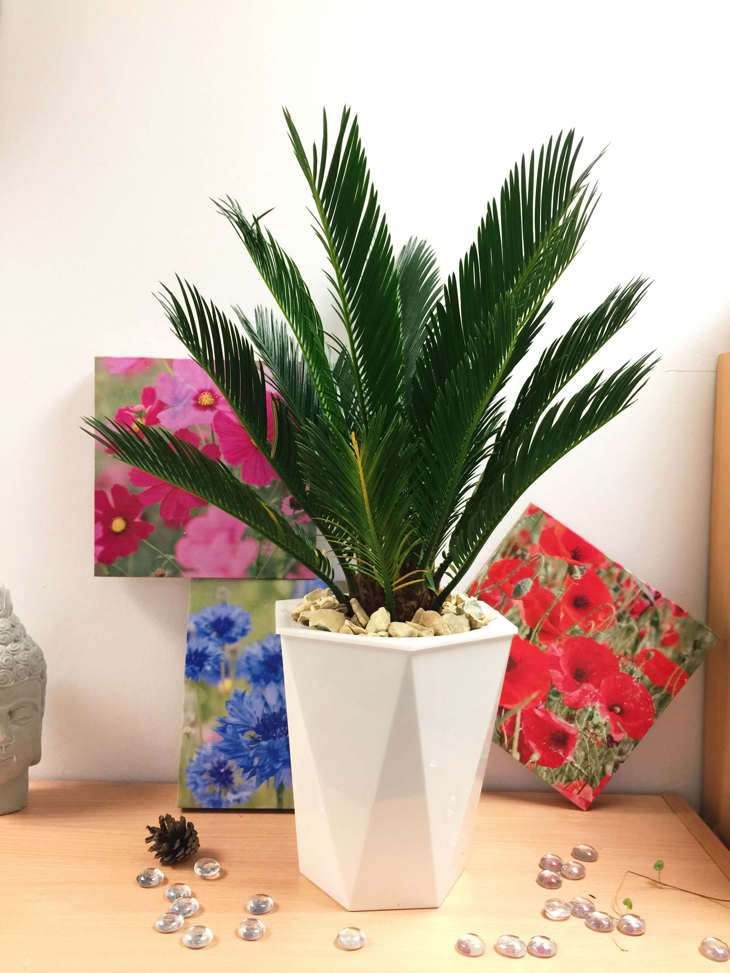 1 Evergreen King Sago Palm Cycas Revoluta in Pot Indoor Outdoor Tree